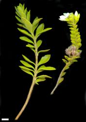 Veronica macrantha. Sprigs, var. macrantha (left) and var. brachyphylla (right). Scale = 10 mm.
 Image: M.J. Bayly & A.V. Kellow © Te Papa CC-BY-NC 3.0 NZ